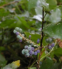 Oregon Grape with Berries